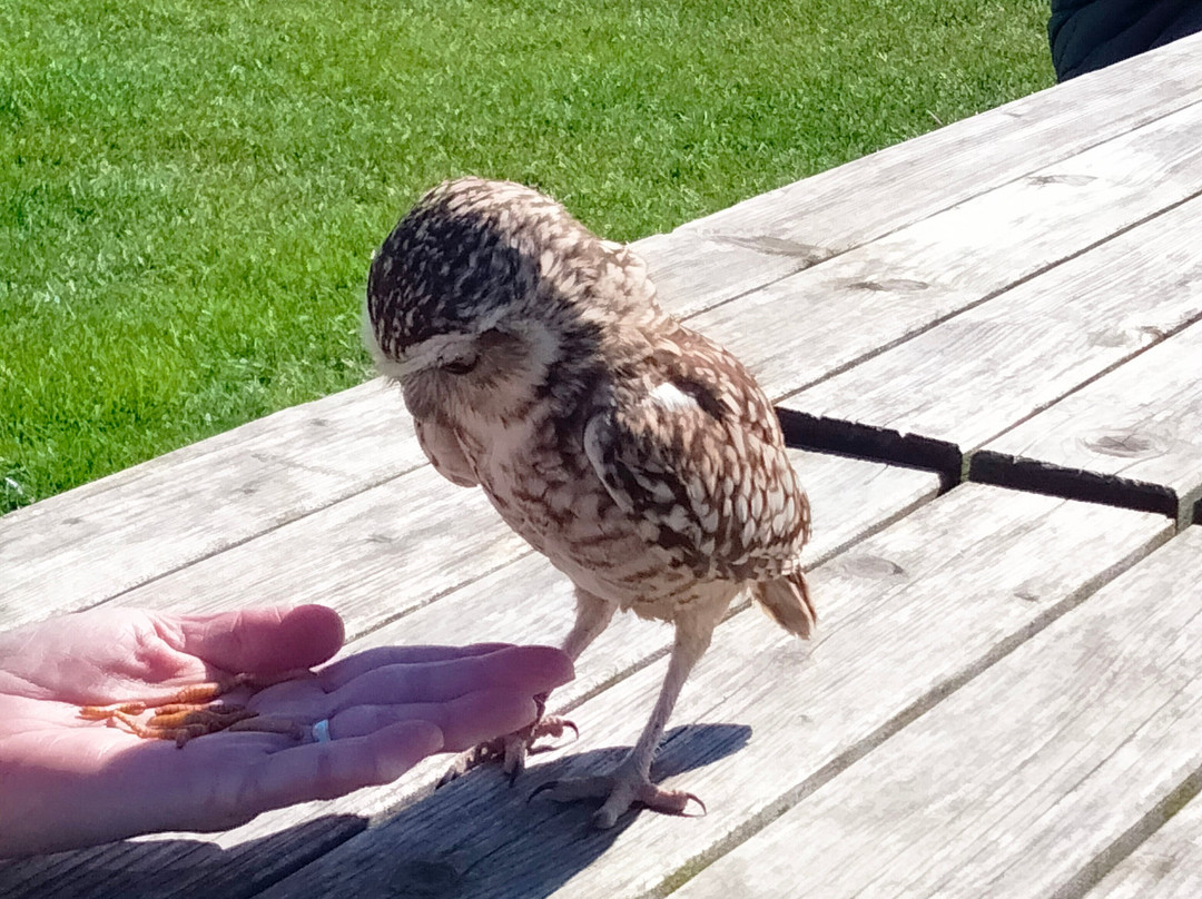 Bird on the Hand Falconry Experiences-Church Langton必去景点