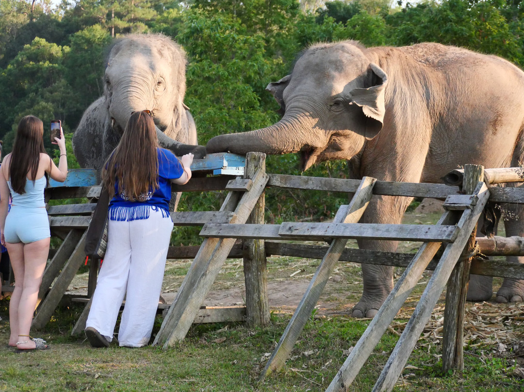 Blue Daily Elephant Care Sanctuary-清迈必去景点