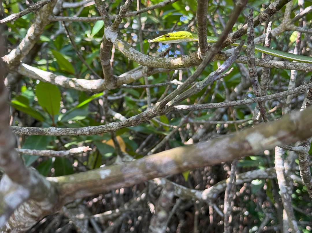 Lucky Boat Safari-班托塔必去景点