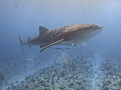 Euro-Divers LUX South Ari Atoll-南阿里环礁必去景点