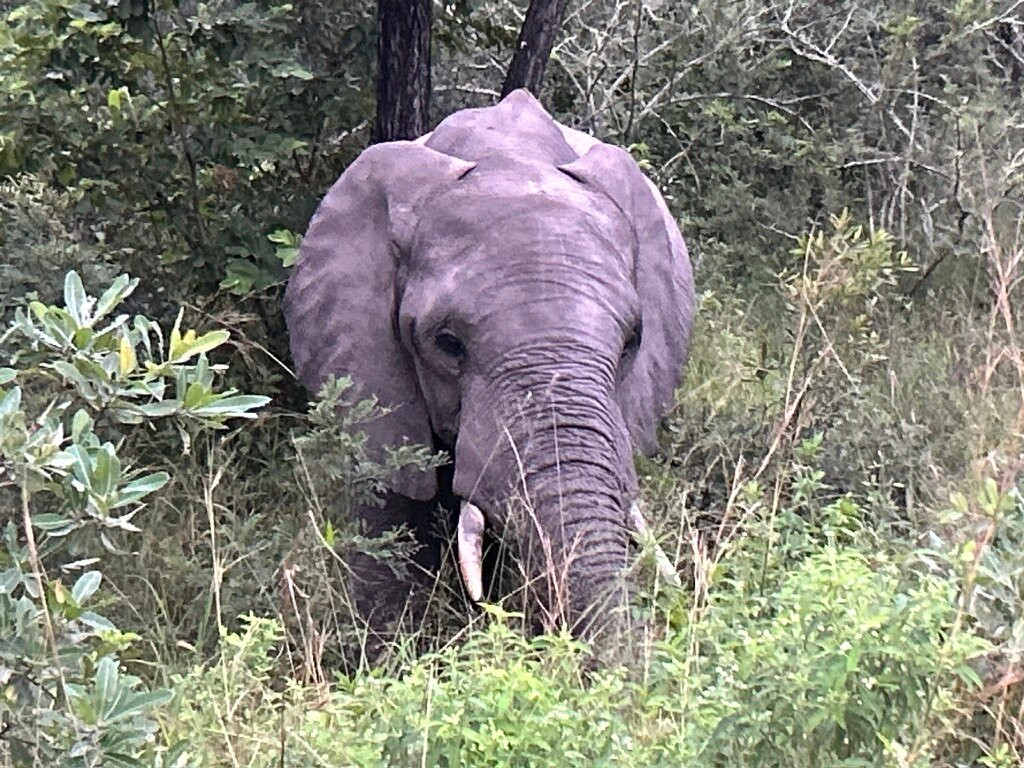 Kurt Safari-克鲁格国家公园必去景点