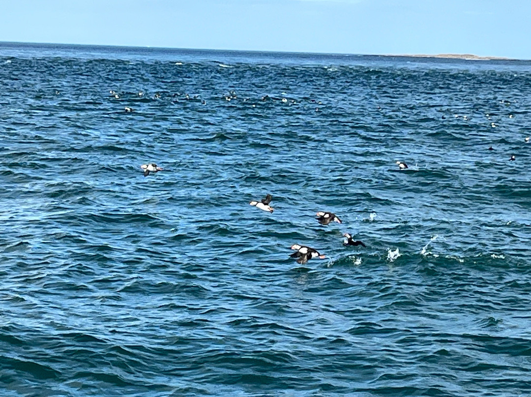 Serenity Farne Island Boat Tours-Seahouses必去景点