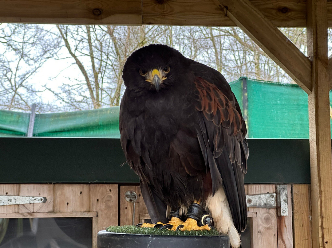 Loch Lomond Bird Of Prey Centre-Balloch必去景点