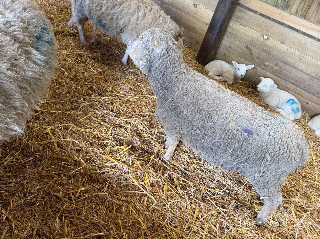 West Lodge Farm Park-Desborough必去景点