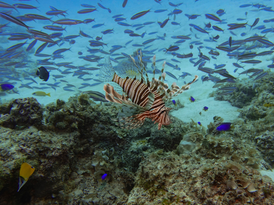 Orca Dive Club - Pereybere-Pereybere必去景点