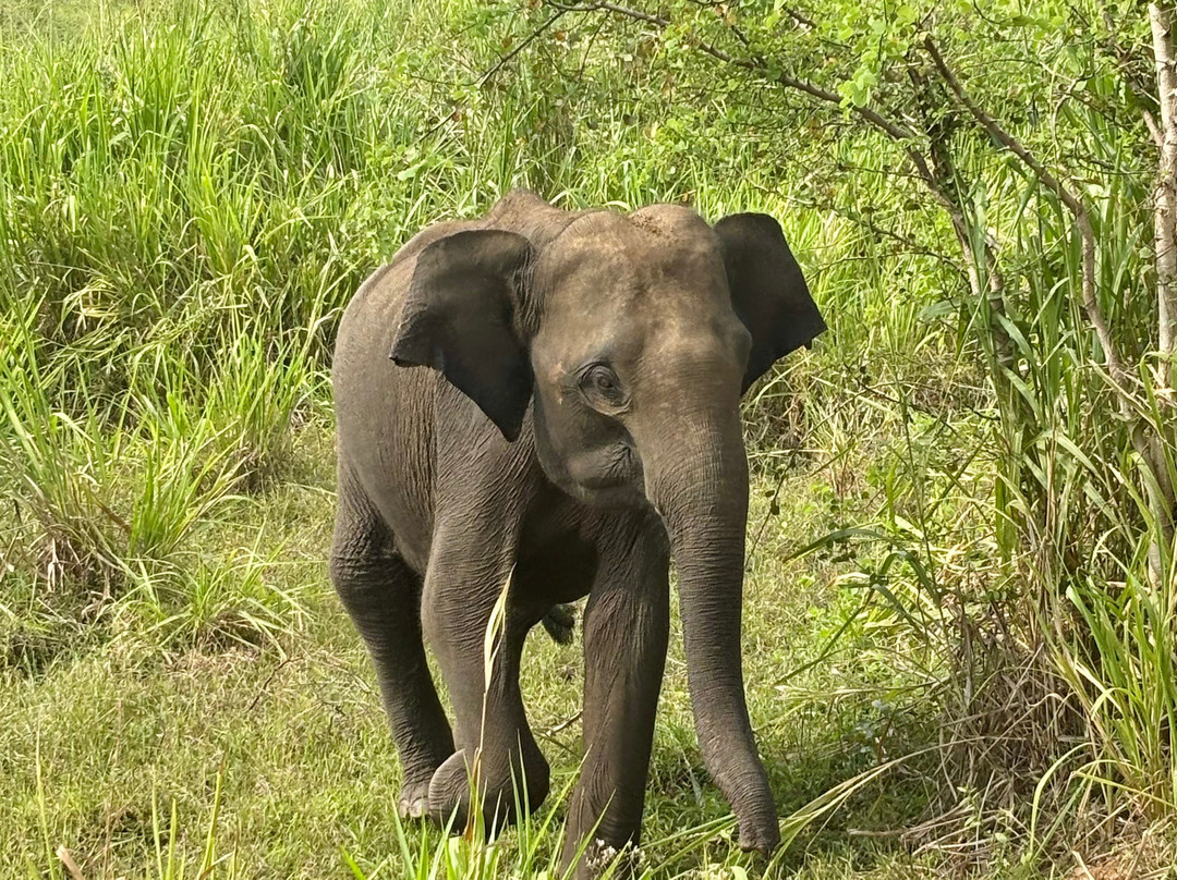 Kaudulla & Minneriya Friendly Jeep Safari-哈巴拉娜必去景点