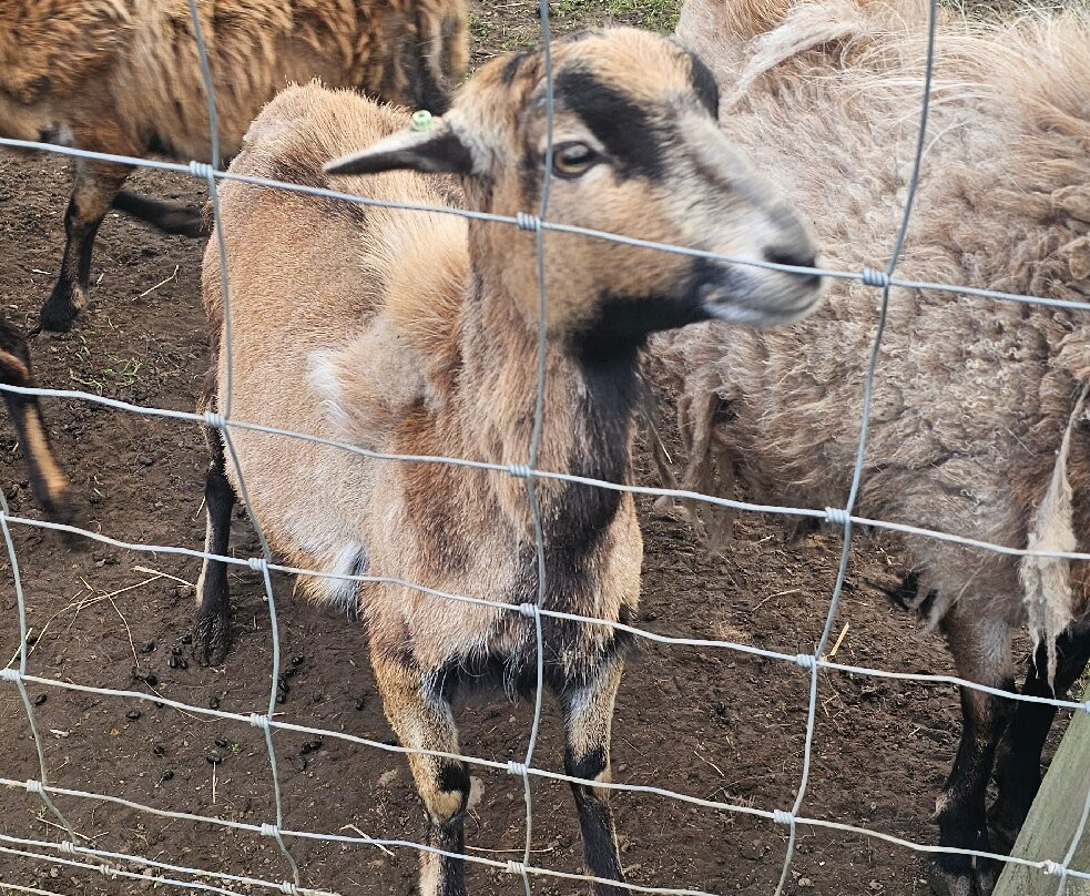 Hillview Animal Park-Alloa必去景点