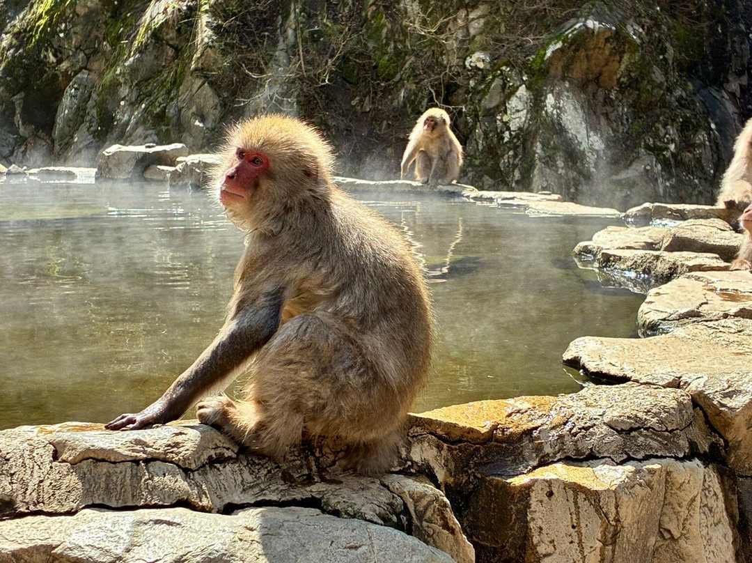 地狱谷雪猴公园-山之内町必去景点