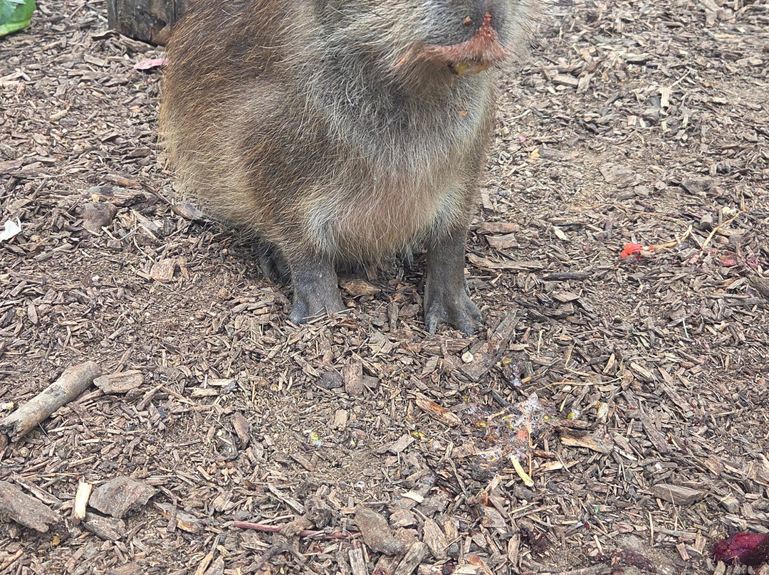 Wingham Wildlife Park-Wingham必去景点