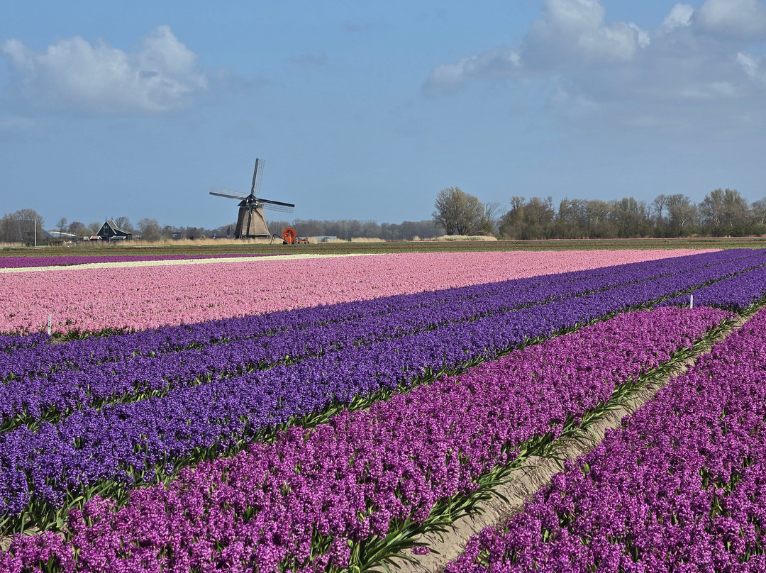 Toms Travel Tours-阿姆斯特丹必去景点