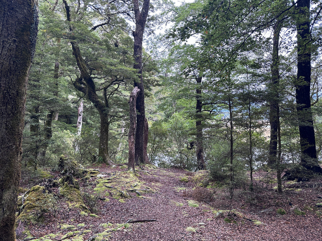 Lake Daniell Track-Springs Junction必去景点