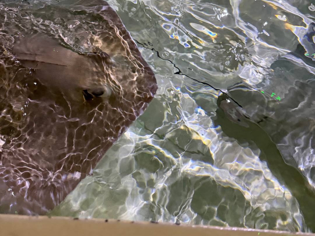 Acuario Michin Puebla-普埃布拉必去景点