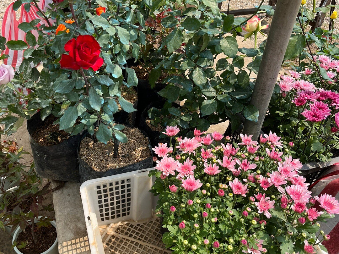 Strawberry Farm-La Trinidad必去景点