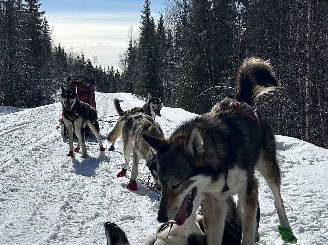 Petter Karlsson Sleddogs-Slussfors必去景点
