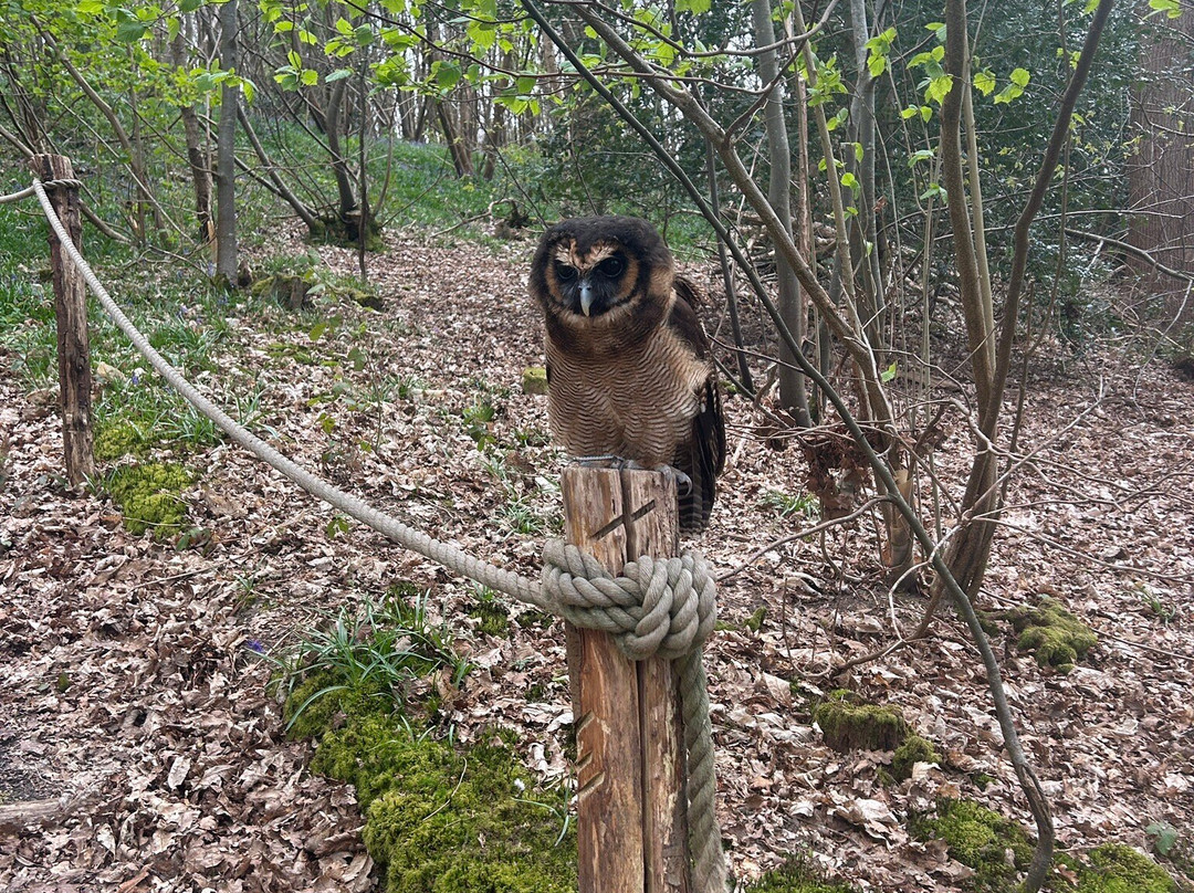 East Sussex Falconry-Herstmonceux必去景点