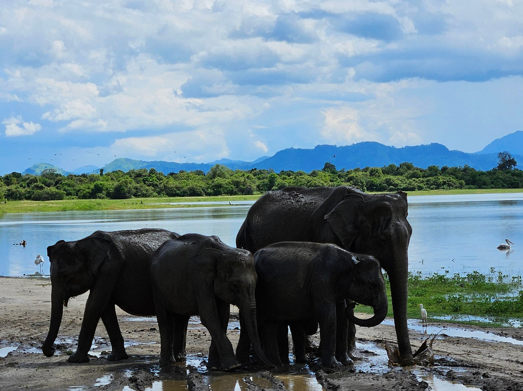 Udawalawe Safari Kingdom-乌达瓦拉瓦必去景点