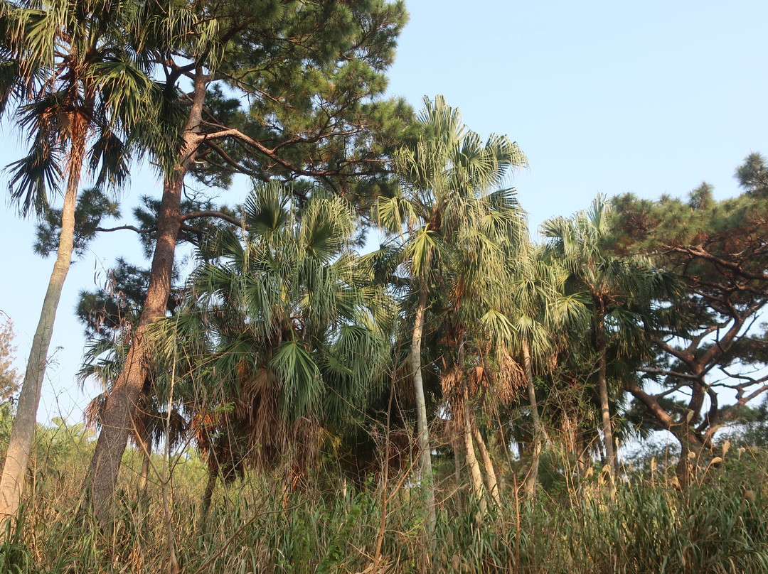 Nakano’s Forest of L. Chinensis-北大东村必去景点