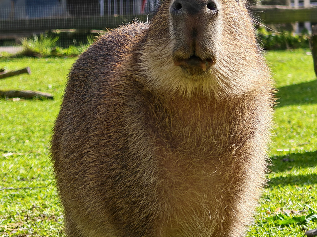 Shepreth Wildlife Park-Shepreth必去景点