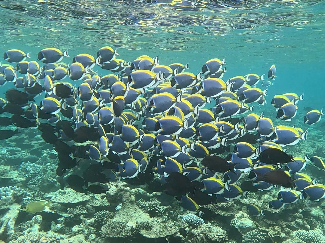 Diving Bluetribe Moofushi-南阿里环礁必去景点