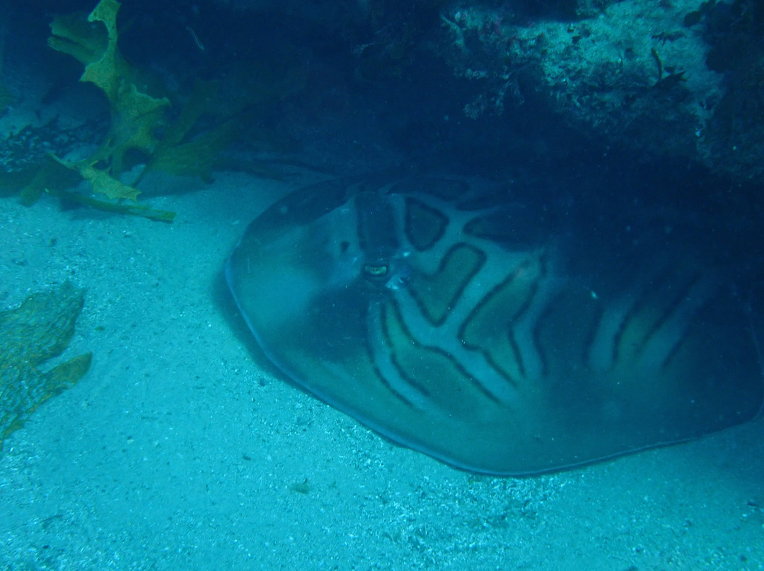 Dive Centre Manly-曼利议会必去景点