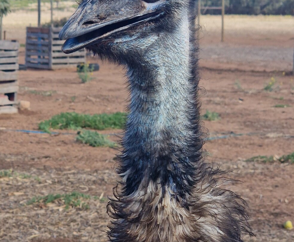Greenough Wildlife & Bird Park-Greenough必去景点