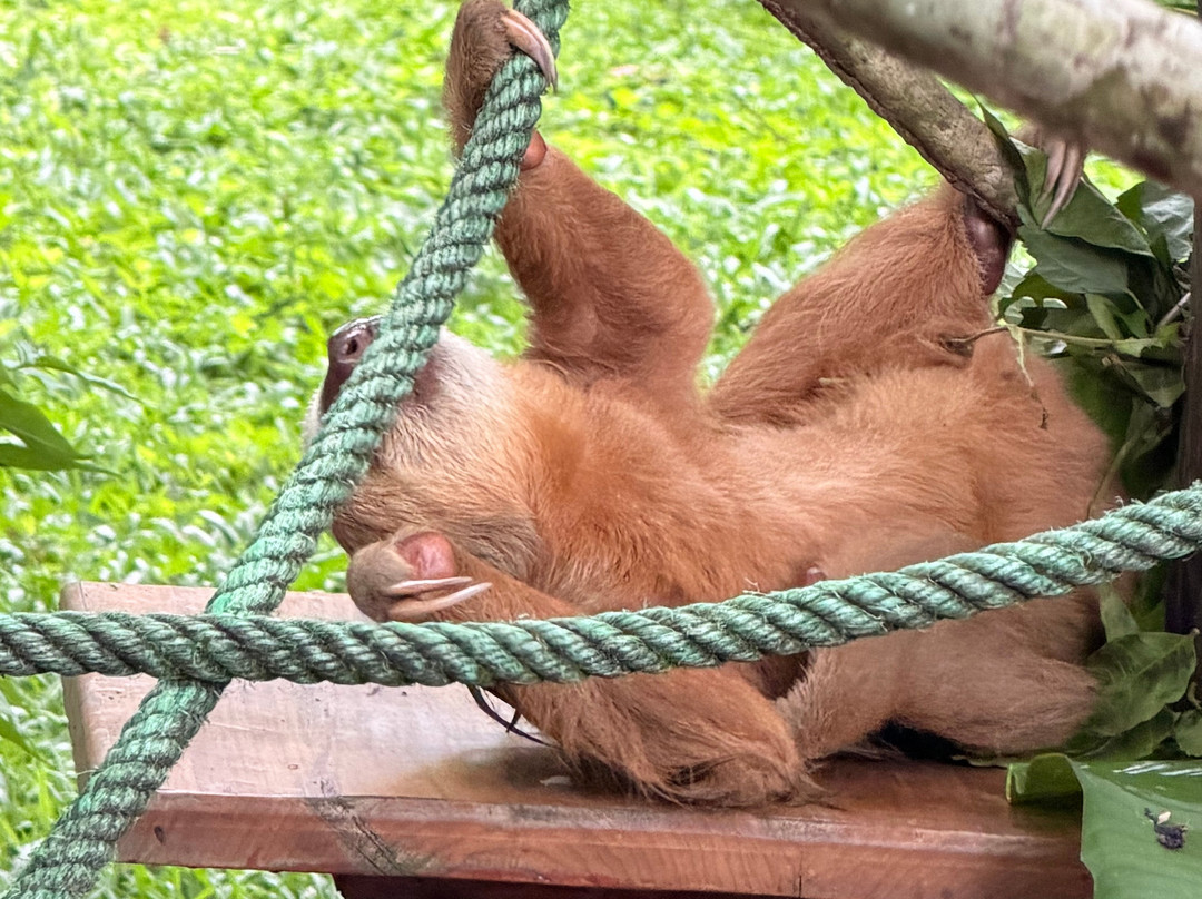 Jaguar Rescue Center-旧港必去景点