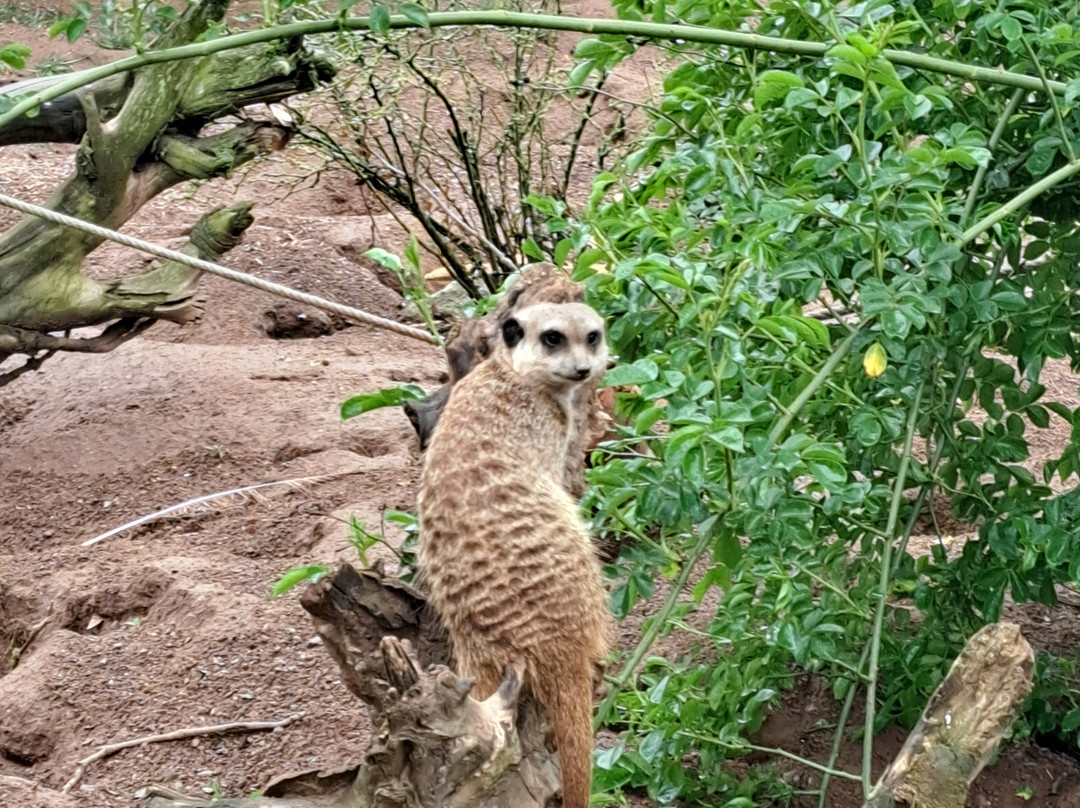 Zoo Osnabrück-奥斯纳布吕克必去景点
