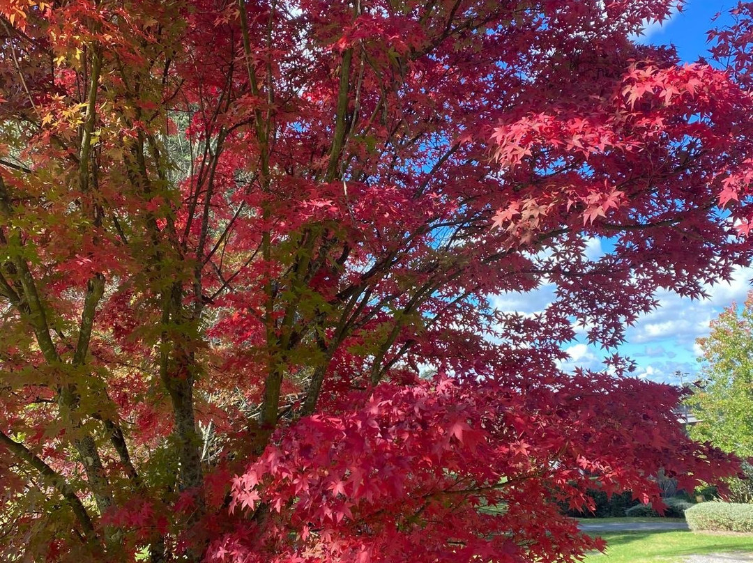 Gibraltar Hotel Bowral Golf Course-鲍勒尔必去景点