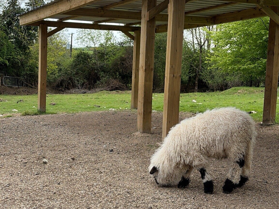 Sheep Smarts-Rathdrum必去景点