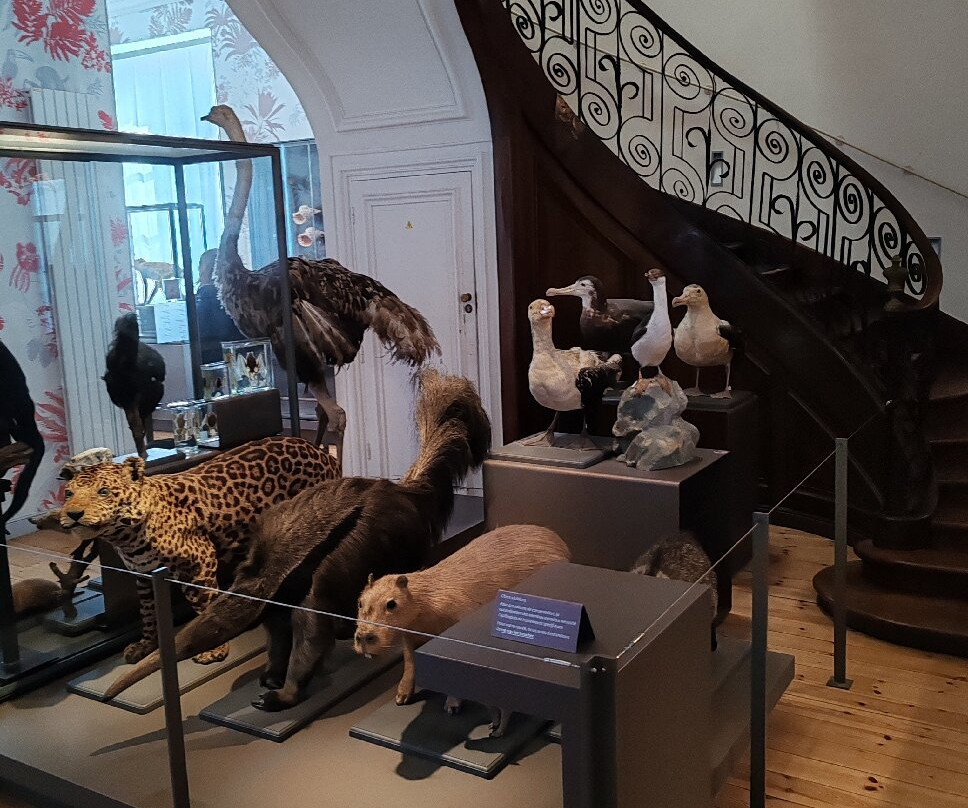 Muséum d'Histoire Naturelle de La Rochelle-拉罗谢尔必去景点