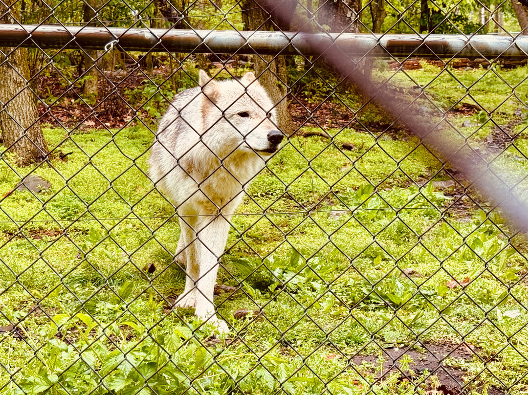 Lakota Wolf Preserve-Columbia必去景点