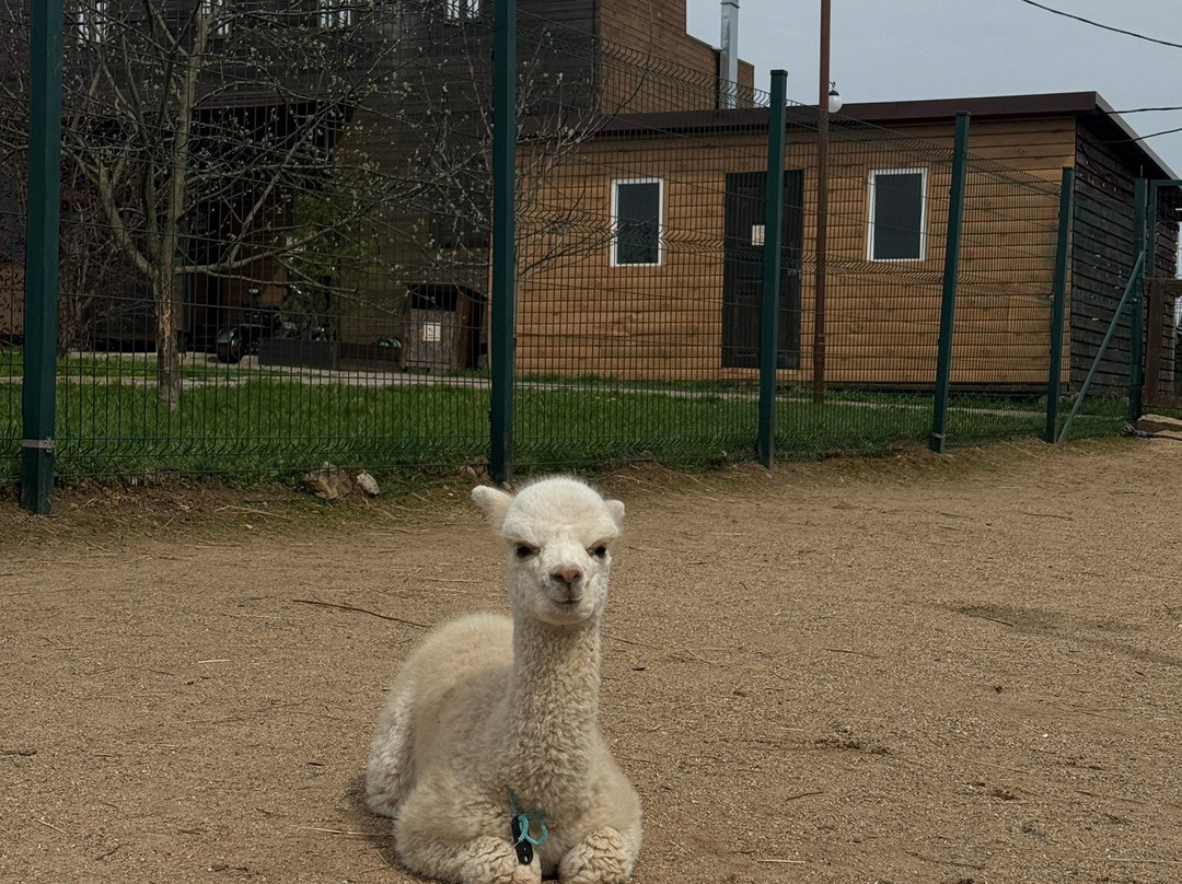 Russian Alpaca Farm-Pokhodkino必去景点