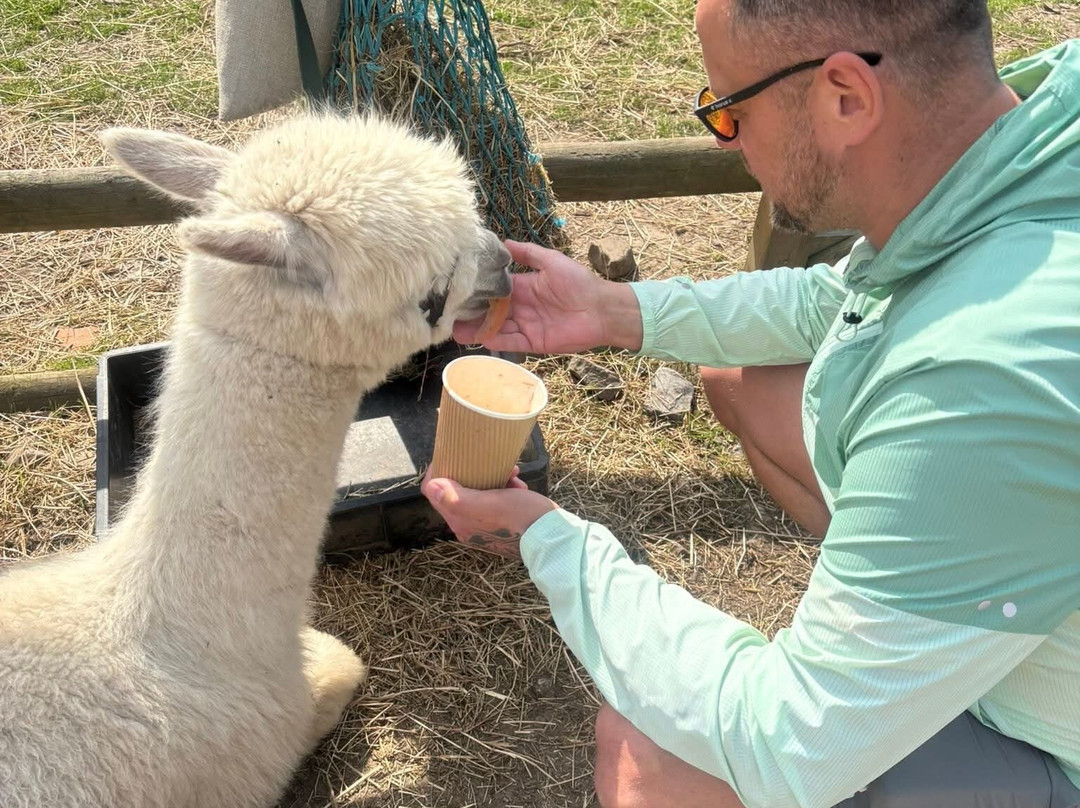 Woodlands Alpaca Farm-沃灵顿必去景点