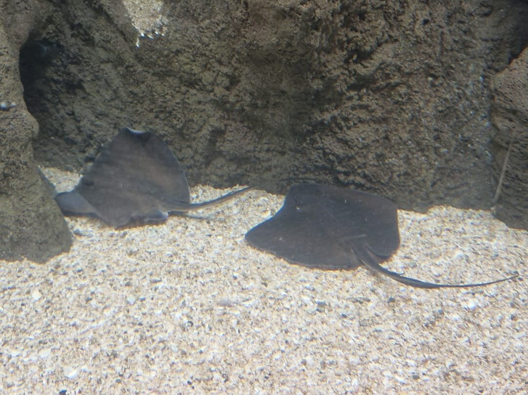 Lanzarote Aquarium-科斯塔特吉塞必去景点