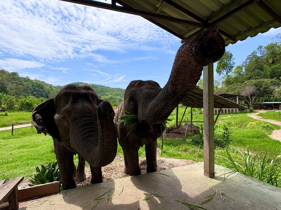 Doi Lom Elephant Rescue Sanctuary-夜登必去景点