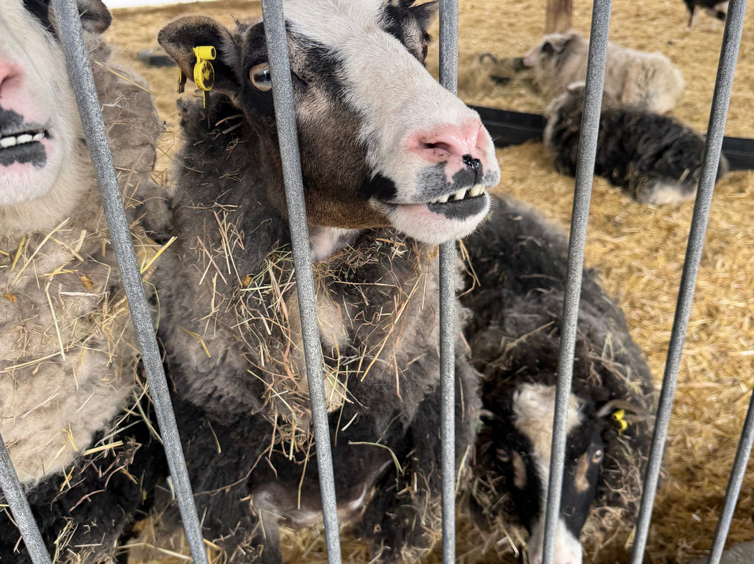 Marsh Farm Animal Adventure Park-Woodham Ferrers必去景点
