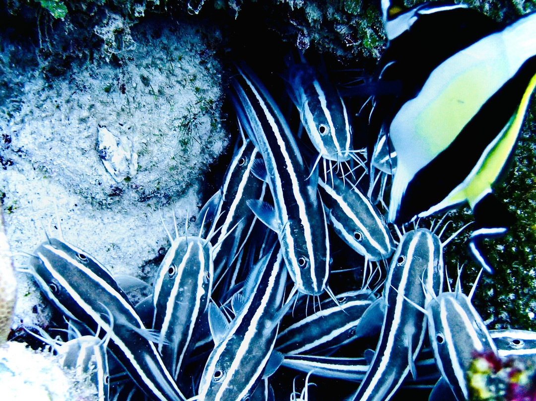 Emperator Diving Center-大湾必去景点