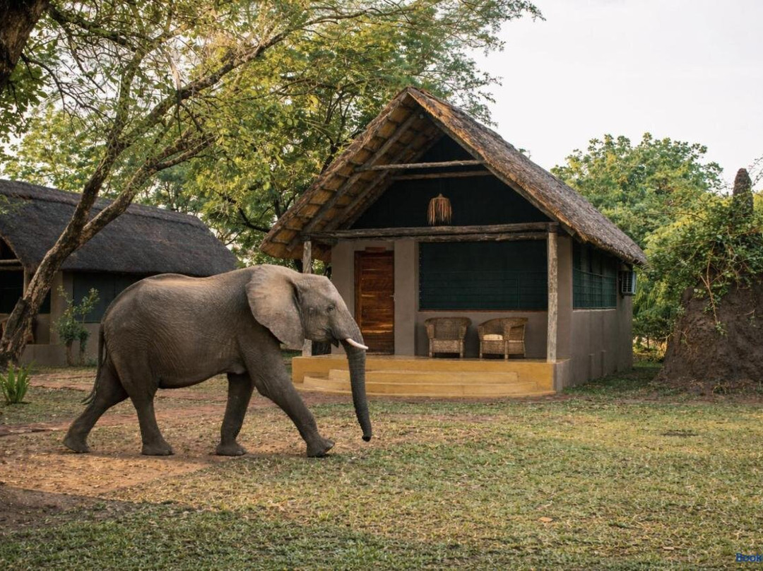 Thornicroft Lodge - South Luangwa