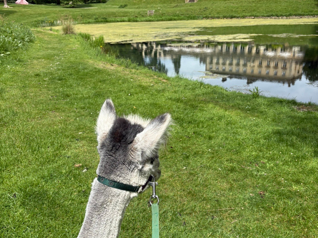 Cotswold Alpacas-切尔滕纳姆必去景点