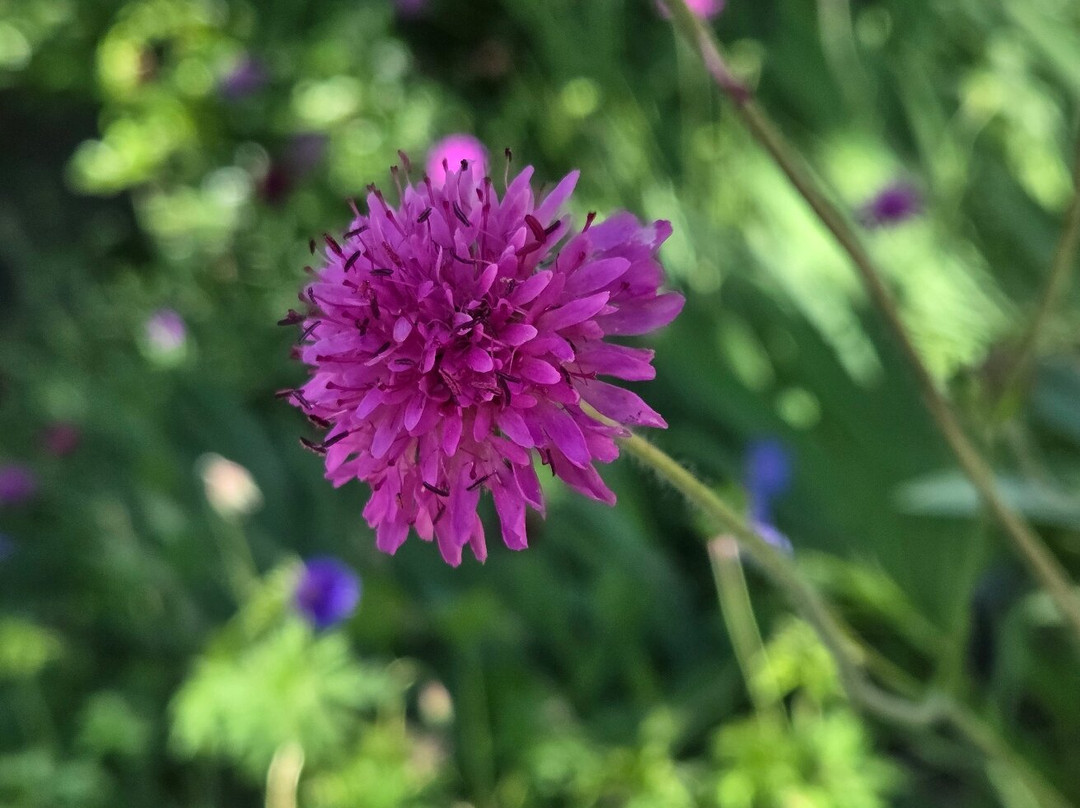 Western Colorado Botanical Gardens-大章克申必去景点