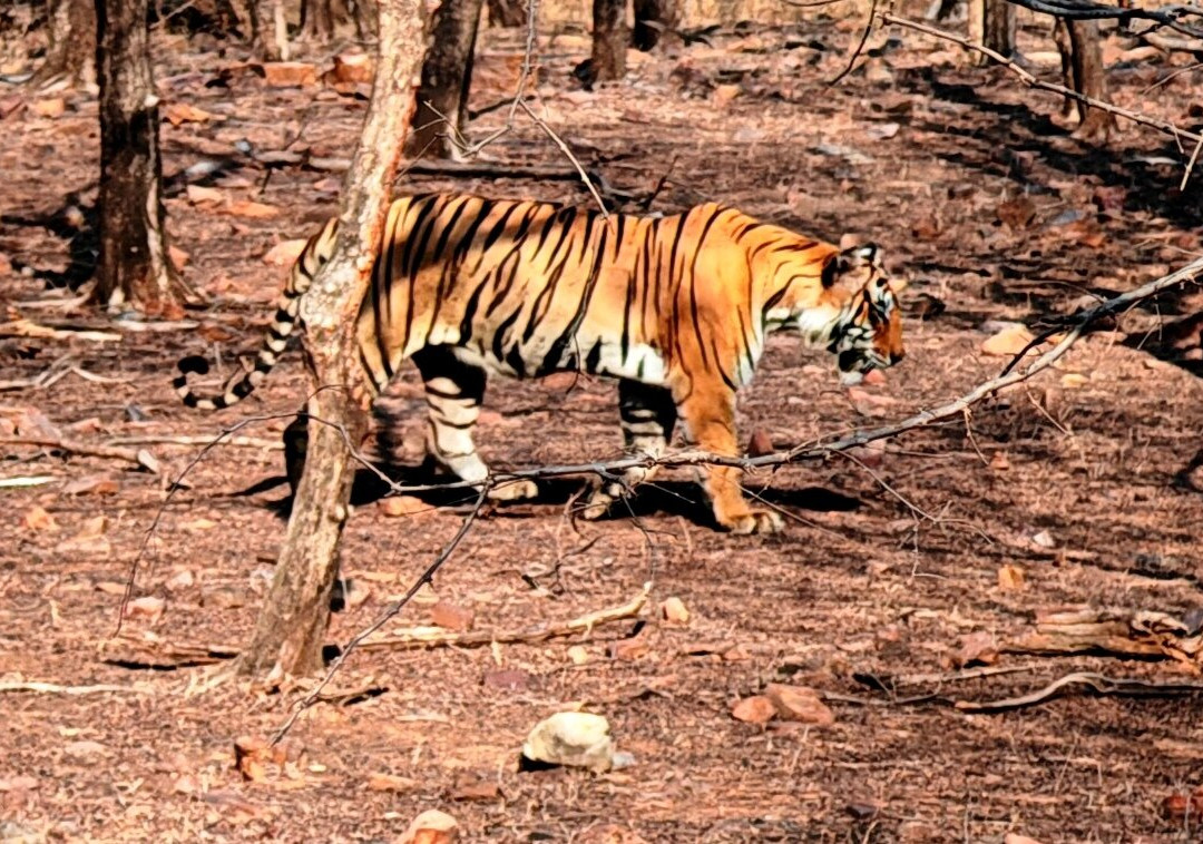 Ranthambore National Park-Ranthambore National Park必去景点