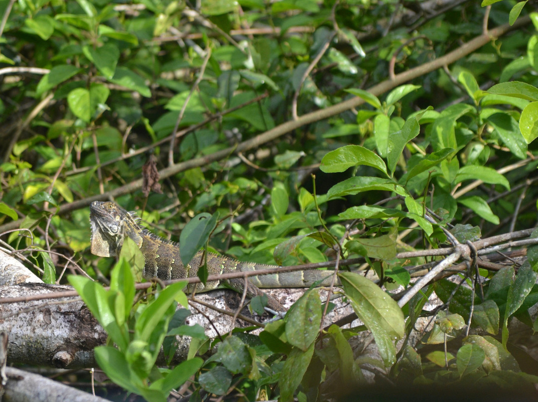 Tortuguero Canal-利蒙港必去景点