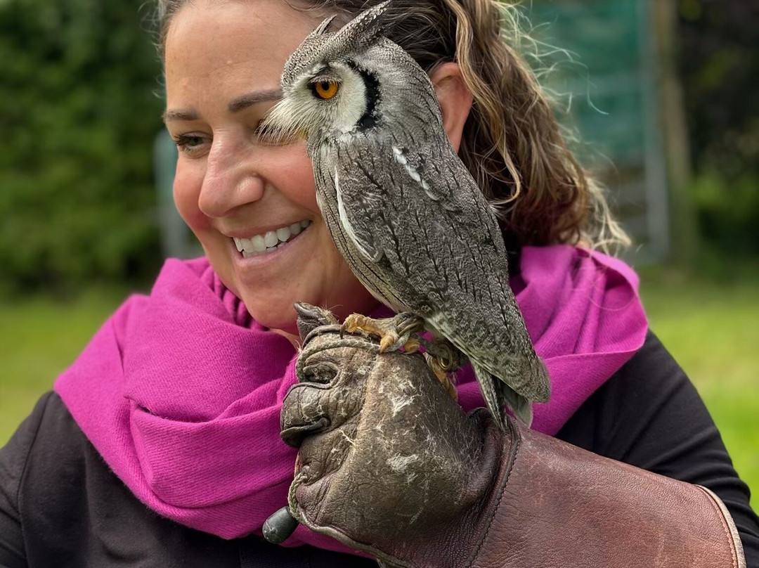 Killarney Falconry-基拉尼必去景点