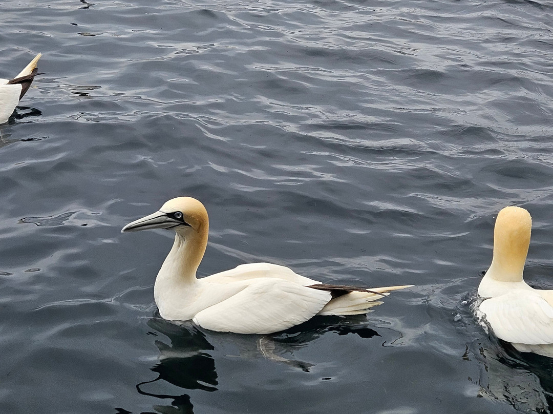 Shetland Seabird Tours - The Noss Boat-Lerwick必去景点