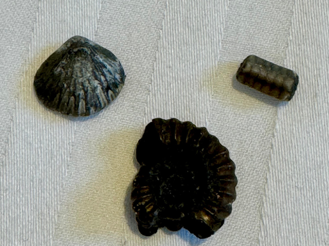 Lyme Regis Museum-莱姆里杰斯必去景点