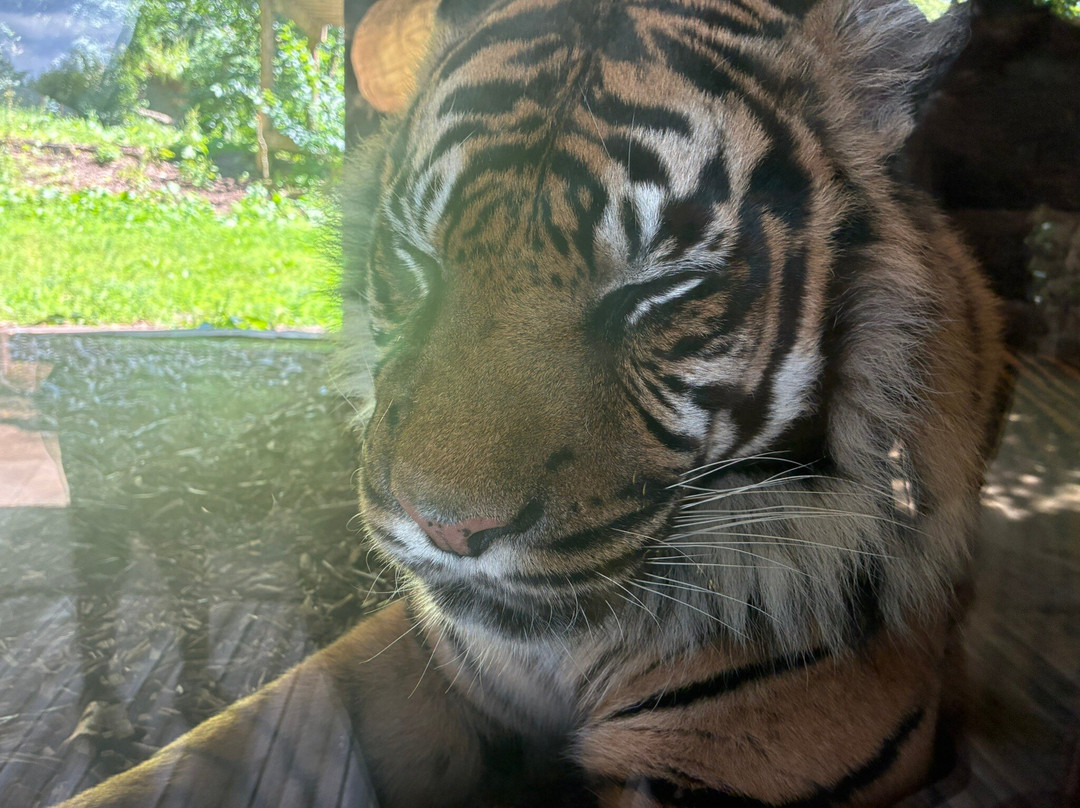 Dudley Zoo and Castle-Dudley必去景点