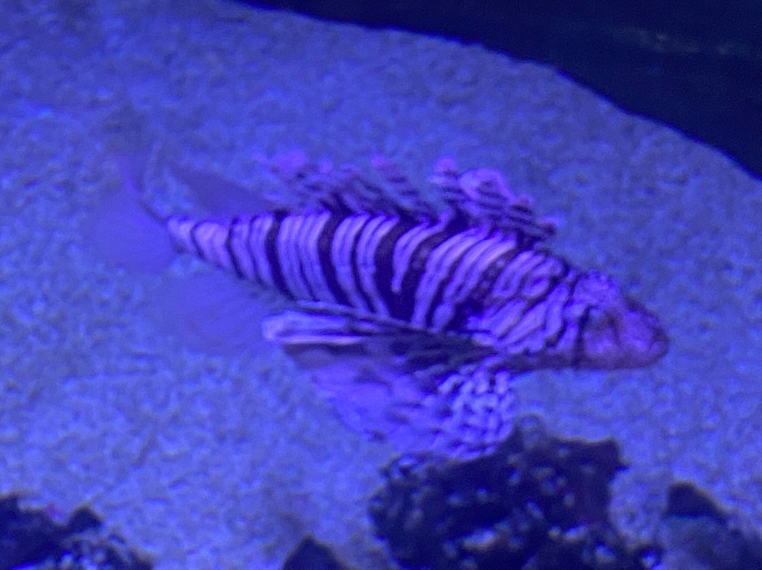 Ocean Park Aquarium-德纳姆必去景点