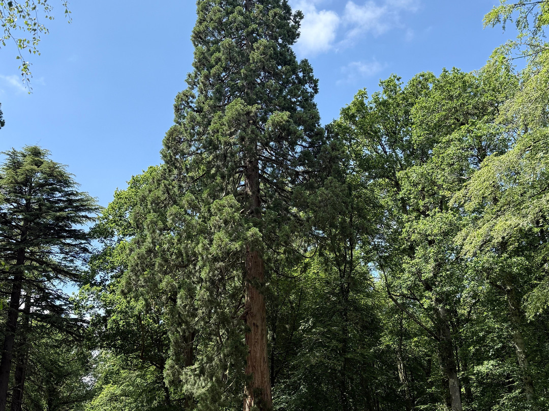 Blackwater: Tall Trees Trail-Brockenhurst必去景点