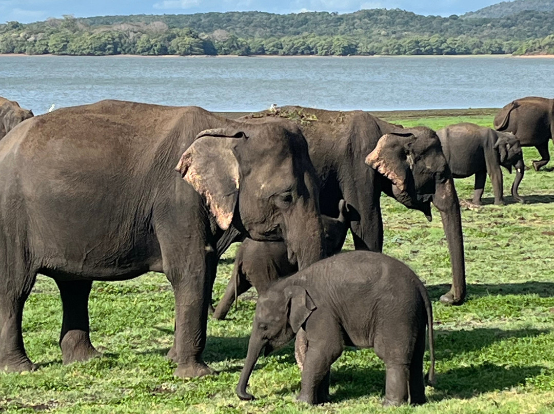 Minneriya Safari Tours-哈巴拉娜必去景点