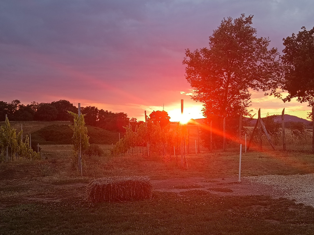 Terre Di Nacchia